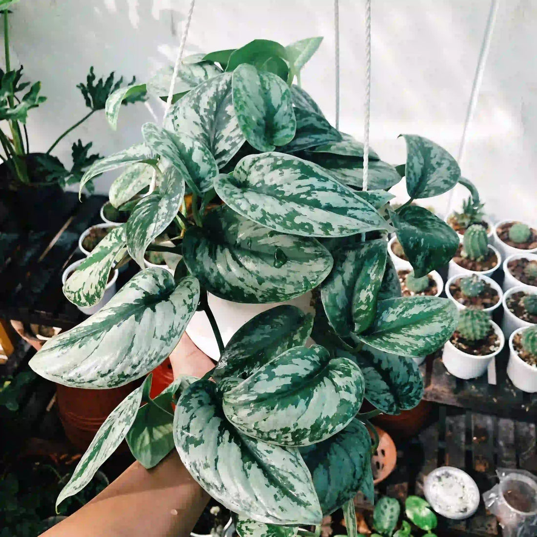 Buy Rare Plants With Good Quality and Affordable Price - Yume Gardens Indonesia