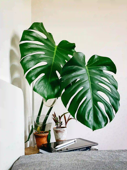 Buy Wholesale Plants From Indonesia Cheap and High Quality - Yume Gardens Indonesia