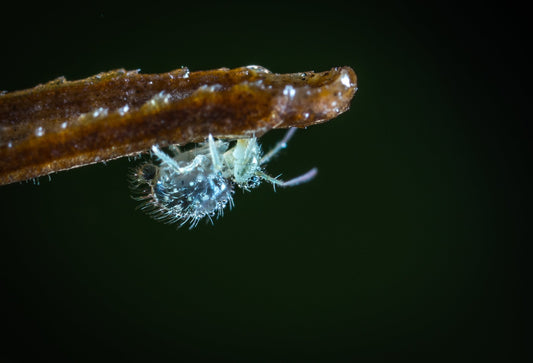 Houseplant Aphids and How to Get Rid of Them - Yume Gardens Indonesia