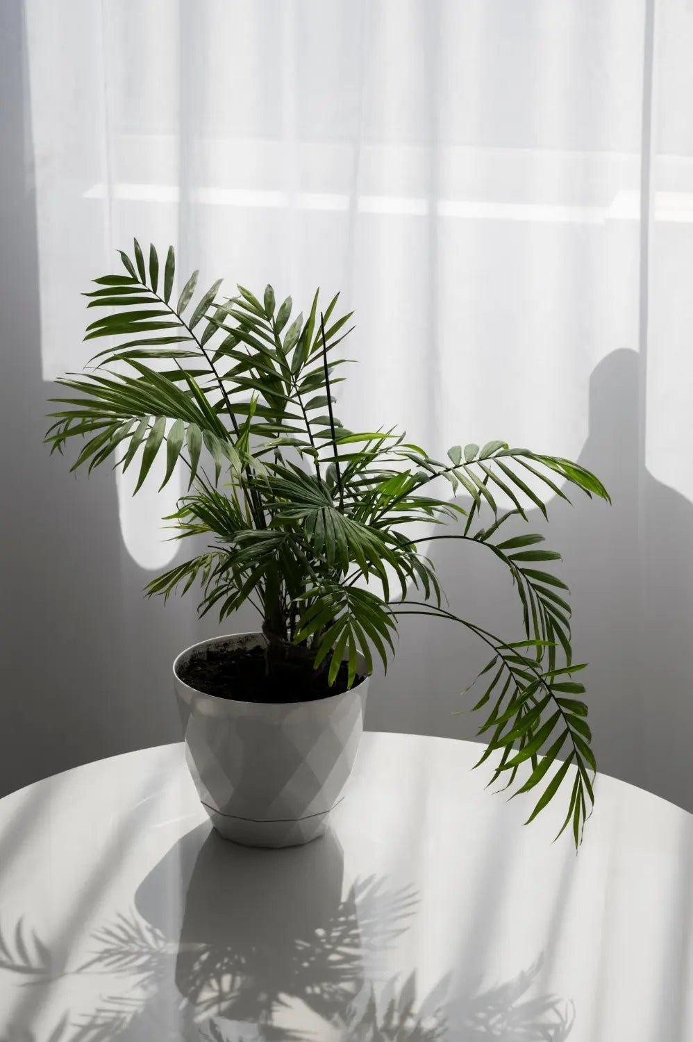 Philodendron Tortum Explanation and How to Care for It - Yume Gardens Indonesia