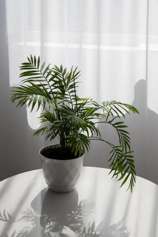 Philodendron Tortum Explanation and How to Care for It - Yume Gardens Indonesia