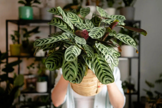 Rare Hoya Plant Price, Explanation and Why It is a Rare Plant - Yume Gardens Indonesia