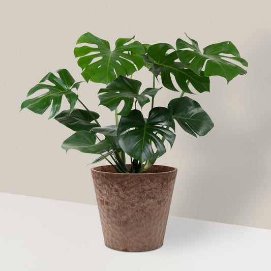 Rare Plants For Sale Online Cheap - BELUM INDEX - Yume Gardens Indonesia