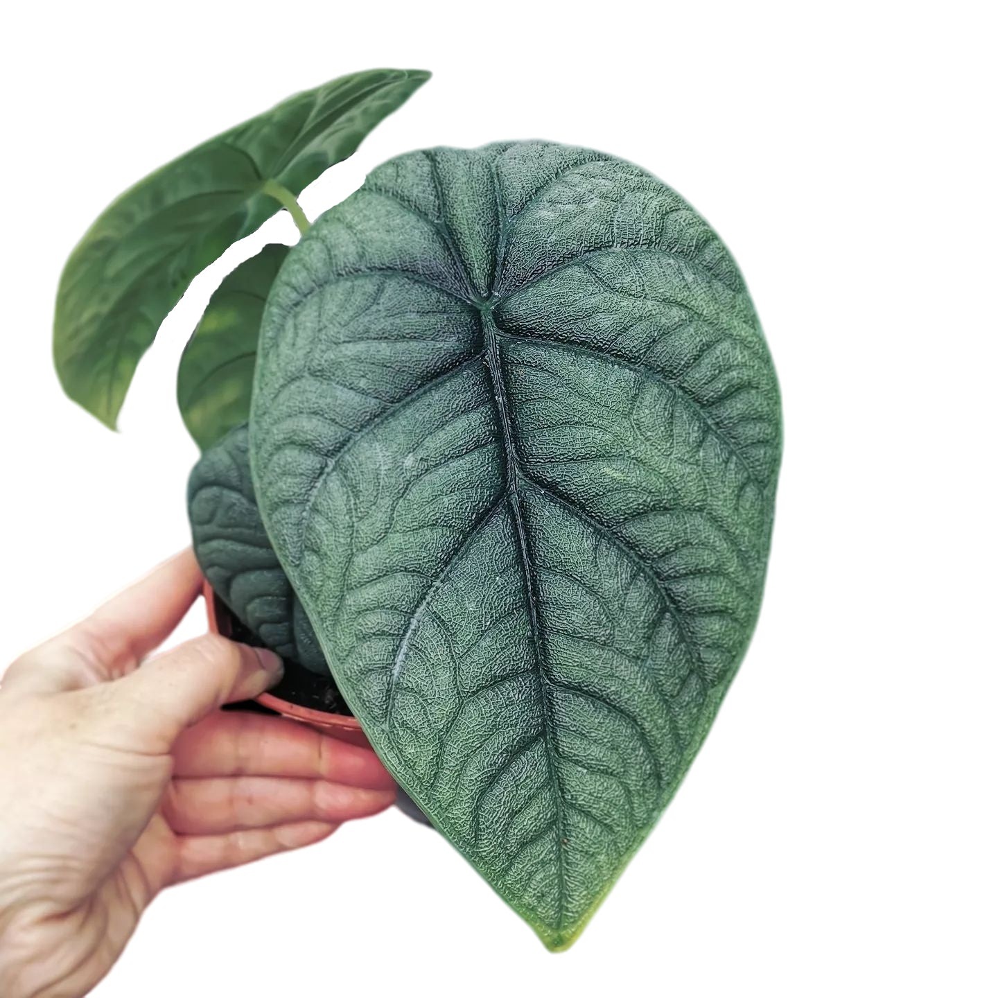 Alocasia - Yume Gardens Indonesia
