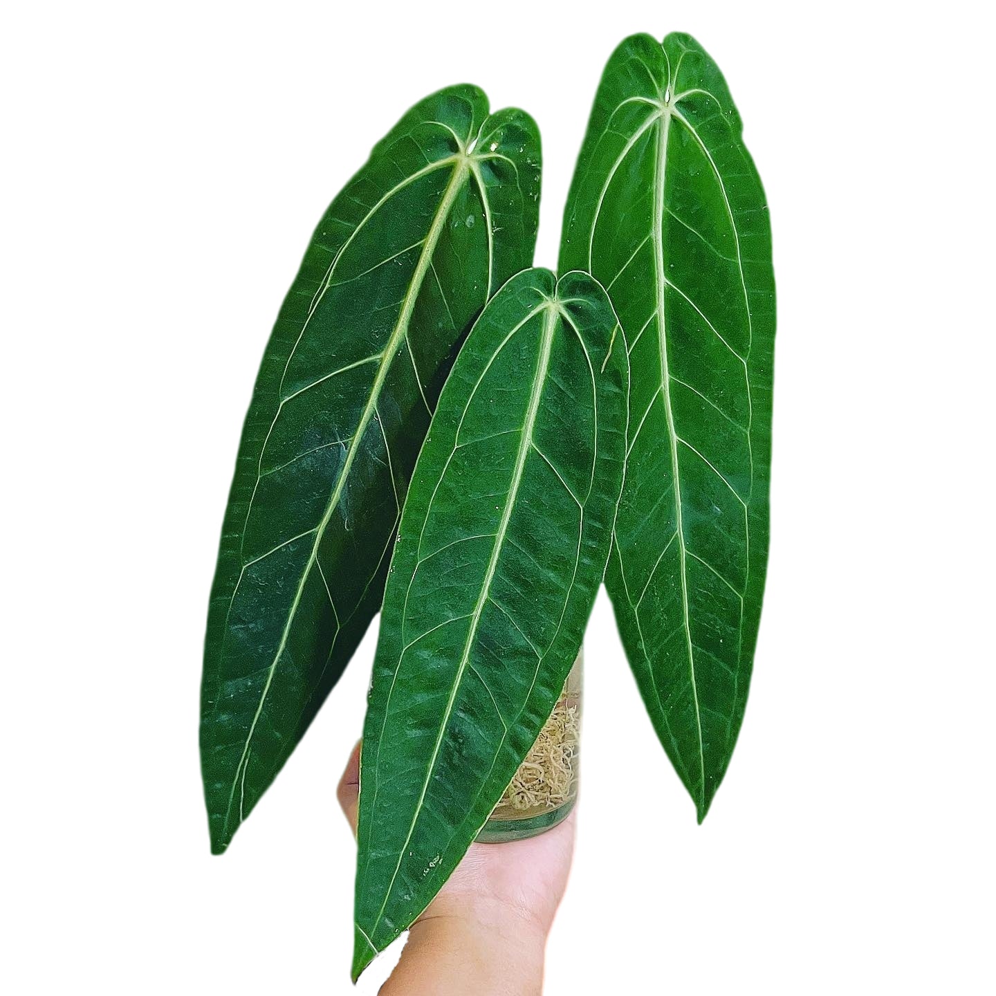 Anthurium - Yume Gardens Indonesia