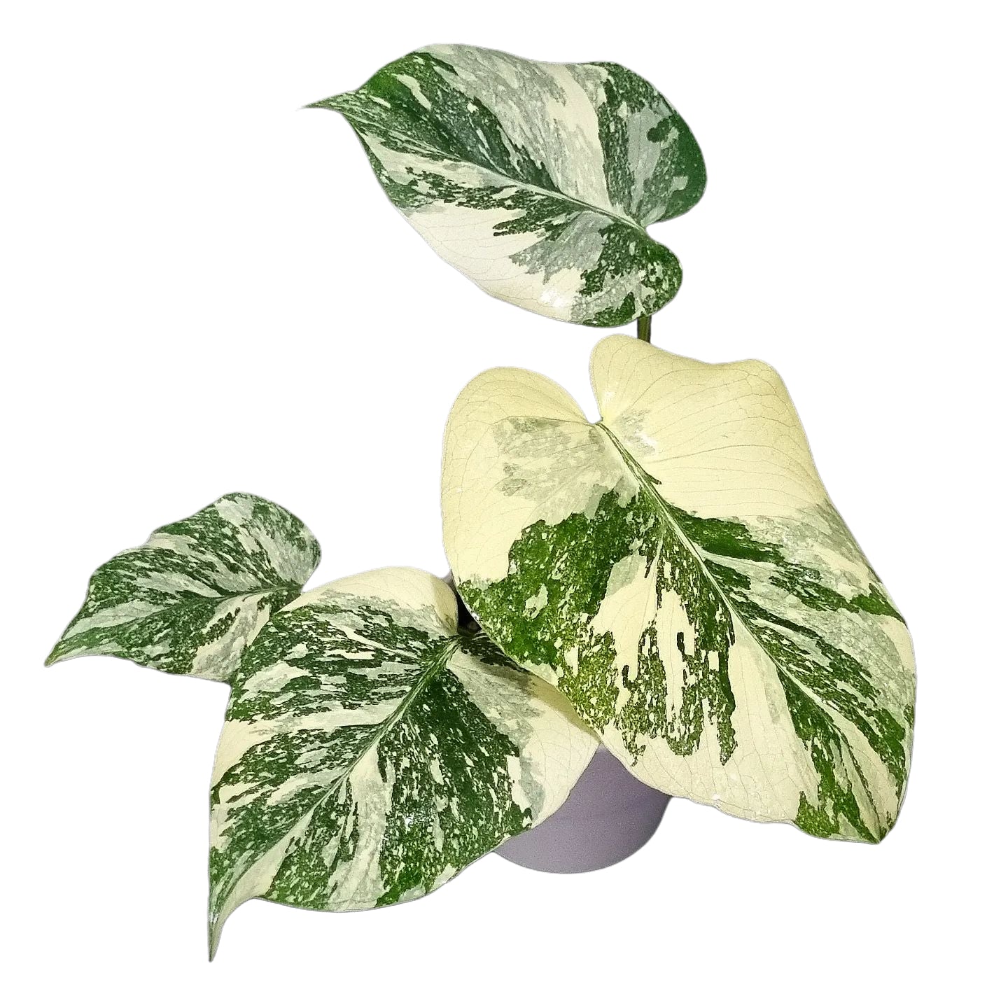 Monstera - Yume Gardens Indonesia