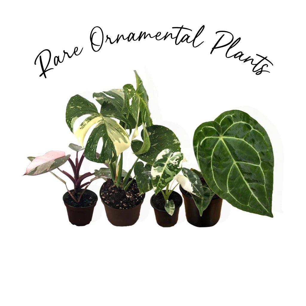 Rare ornamental plants - Yume Gardens Indonesia