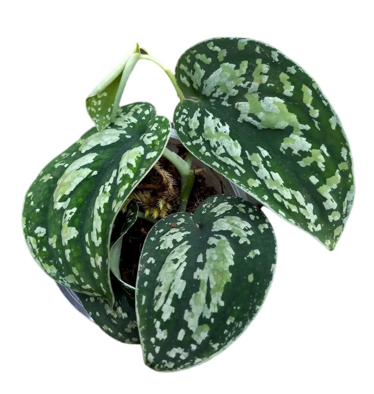 Discover the Beauty of Scindapsus: Shop the Best Scindapsus