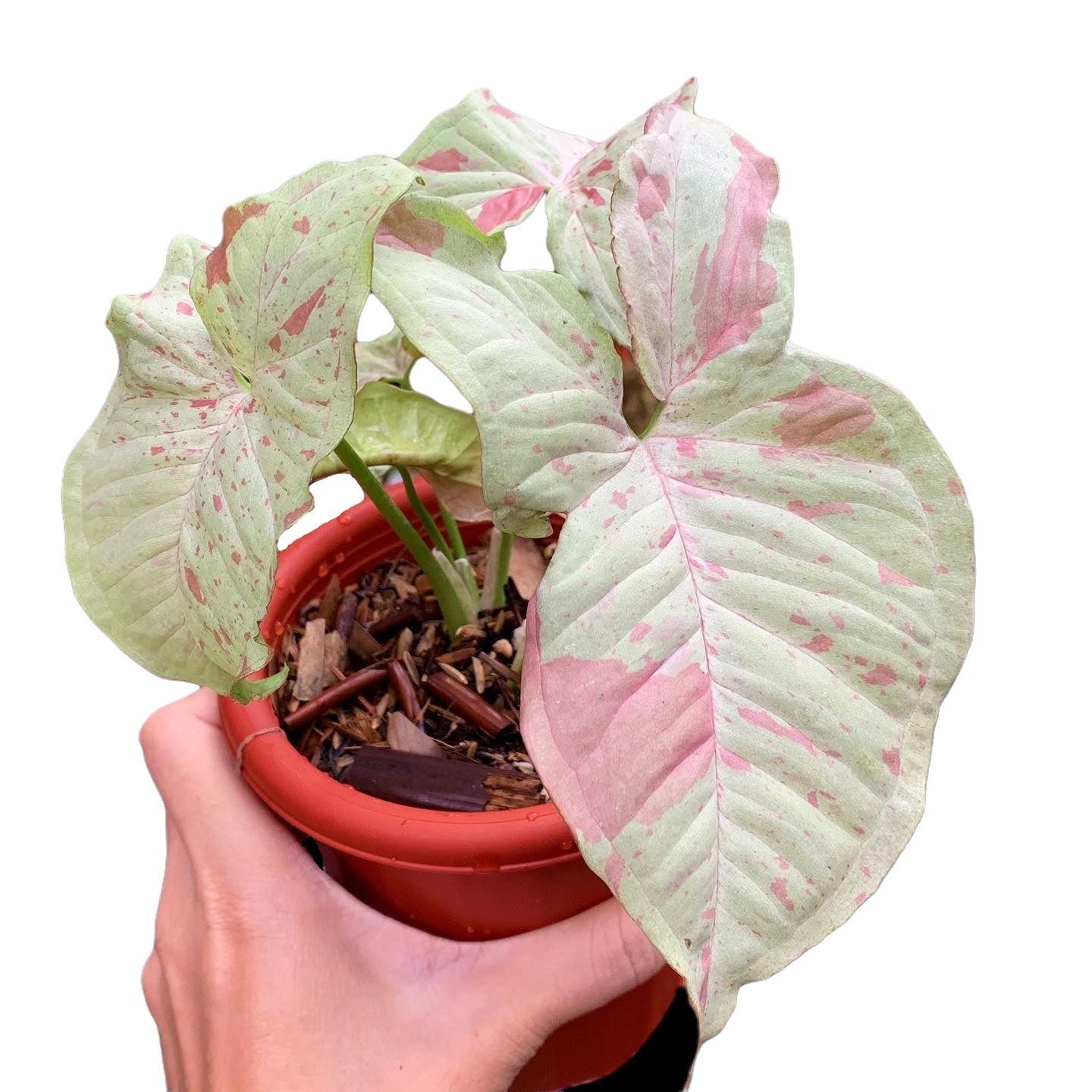 Syngonium - Yume Gardens Indonesia
