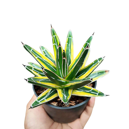 Agave Victoria Reginae Compacta - Yume Gardens Indonesia