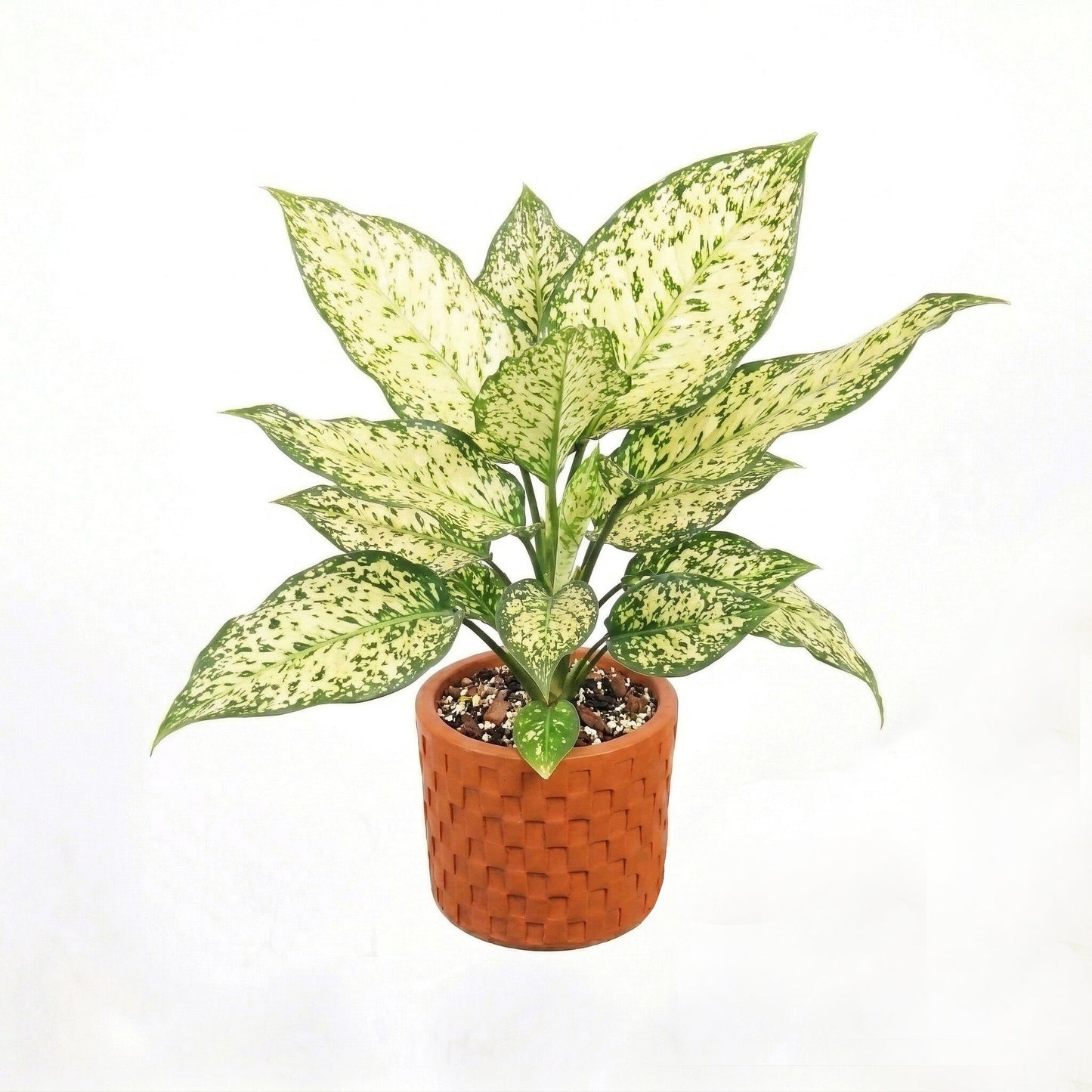 Aglaonema Morodoklok - Yume Gardens Indonesia