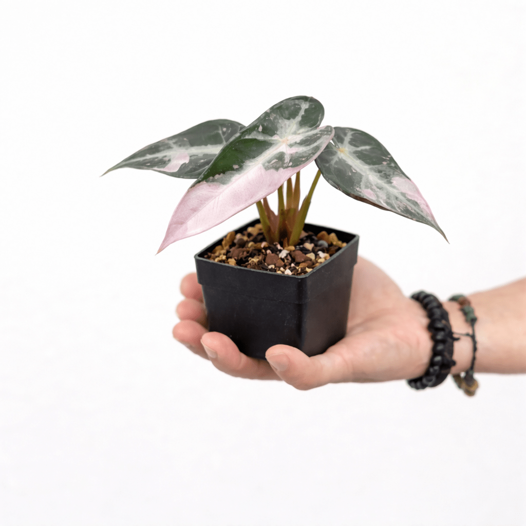 その他観葉植物 Alocasia Bambino Variegated Alocasia Bambino Variegated – Yume Gardens Indonesia