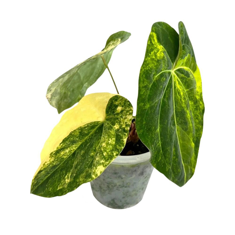 anthurium volare Anthurium Ace of Spades Variegated – Yume Gardens Indonesia