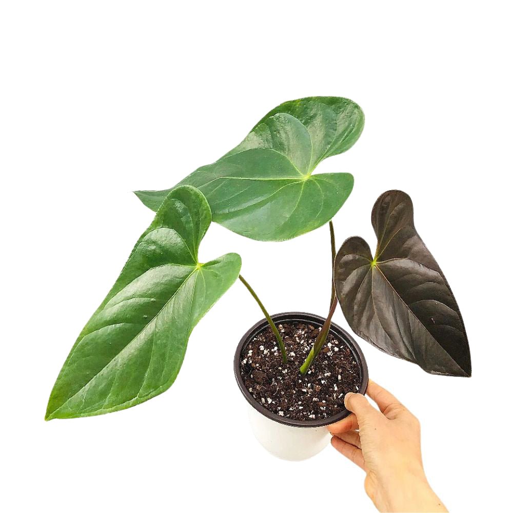 anthurium are from what country Anthurium Chamberlainii