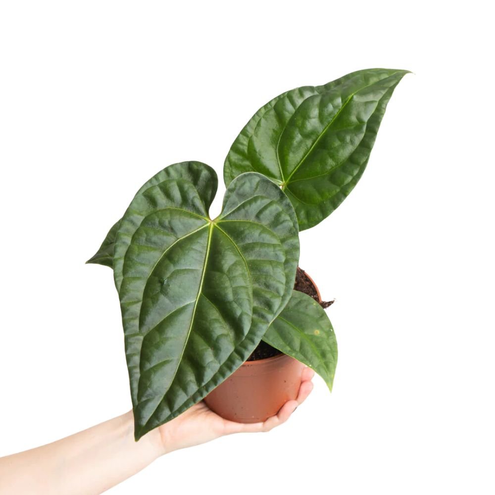 anthurium dressleri Anthurium Dressleri For Sale andWholesale With Good Prices – Yume Gardens Indonesia