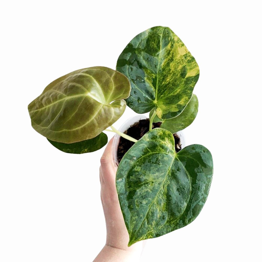 anthurium forgeti Anthurium 'Forgetii' variegated (wk21-UM)
