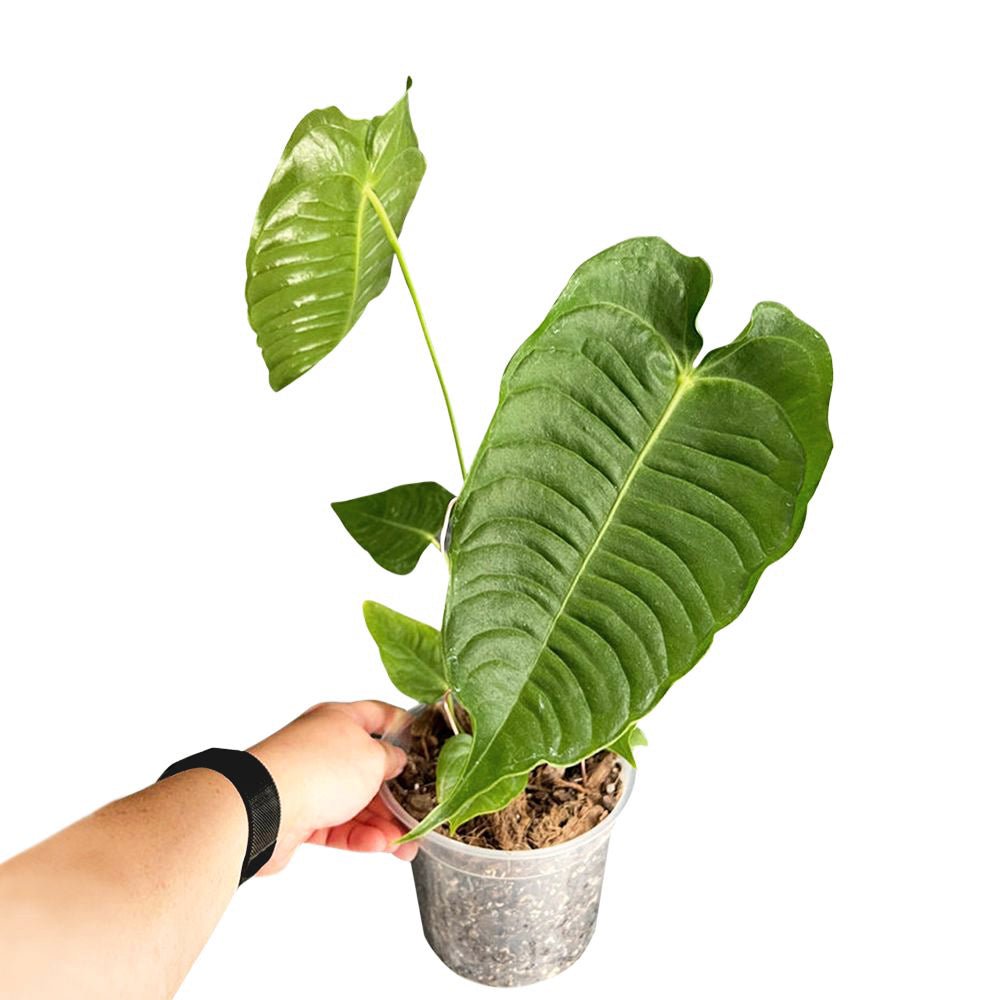 Anthurium King Veitchii - Exstra Mature Size - Yume Gardens Indonesia