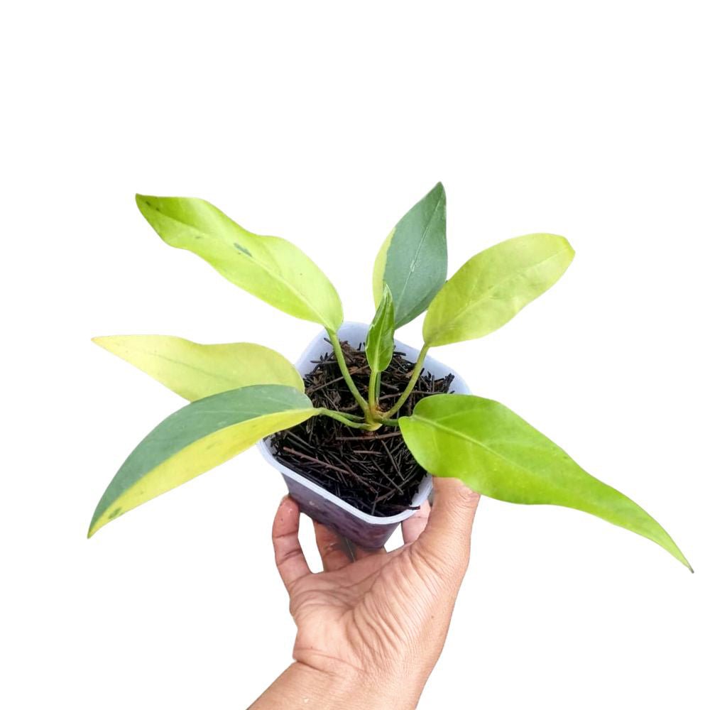 anthurium plowmanii for sale Anthurium Plowmanii Variegated