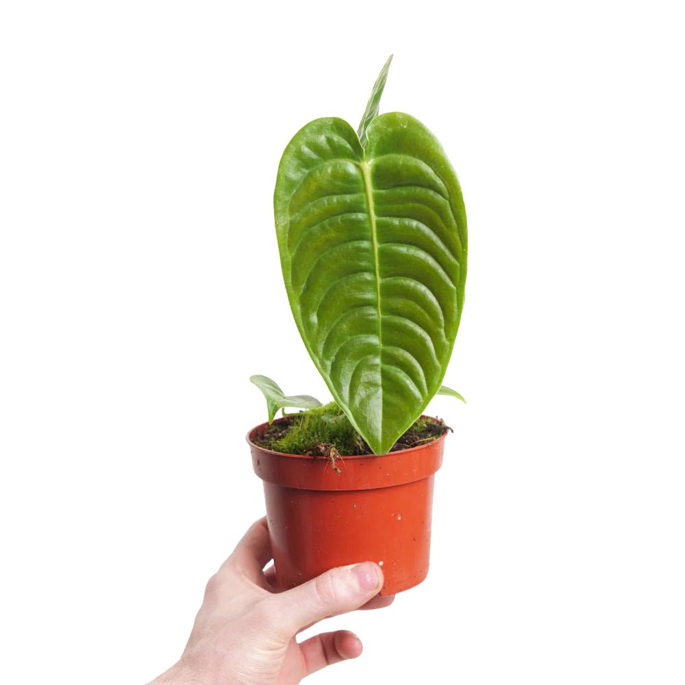 anthurium plants wholesale Anthurium Veitchii For Sale and Wholesale – Yume Gardens Indonesia