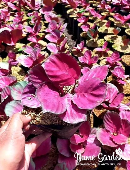 Calathea Rosy Pink / Calathea Sexy Roxy Pink - Yume Gardens Indonesia
