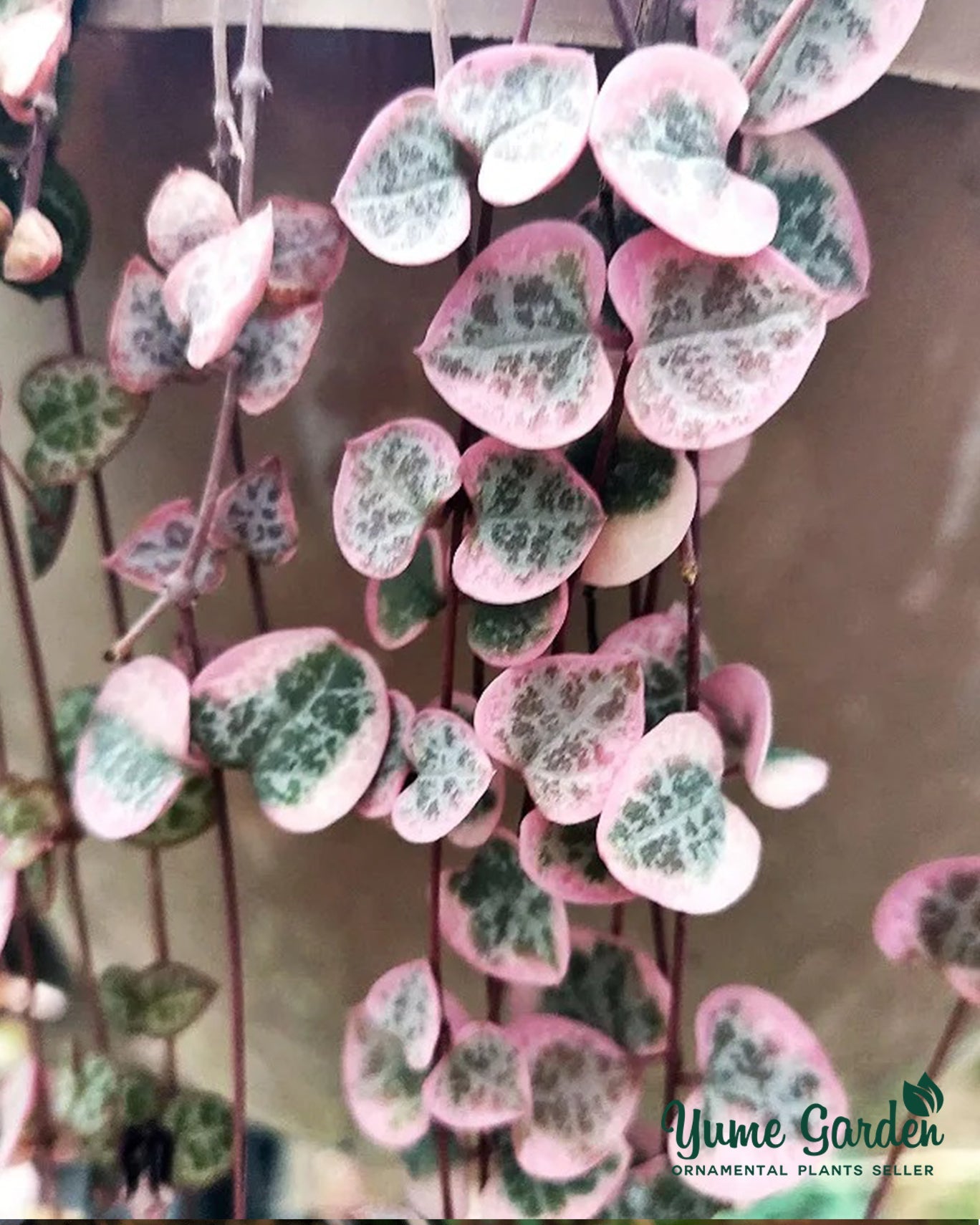 Ceropegia Woodii Variegated ‘String of Hearts’ - Yume Gardens Indonesia