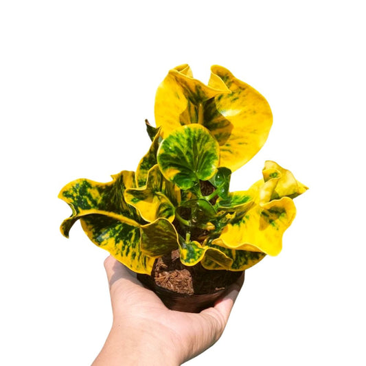 Codiaeum Variegatum Bagaskara - Yume Gardens Indonesia