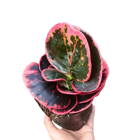 Codiaeum Variegatum Black Rose - Yume Gardens Indonesia