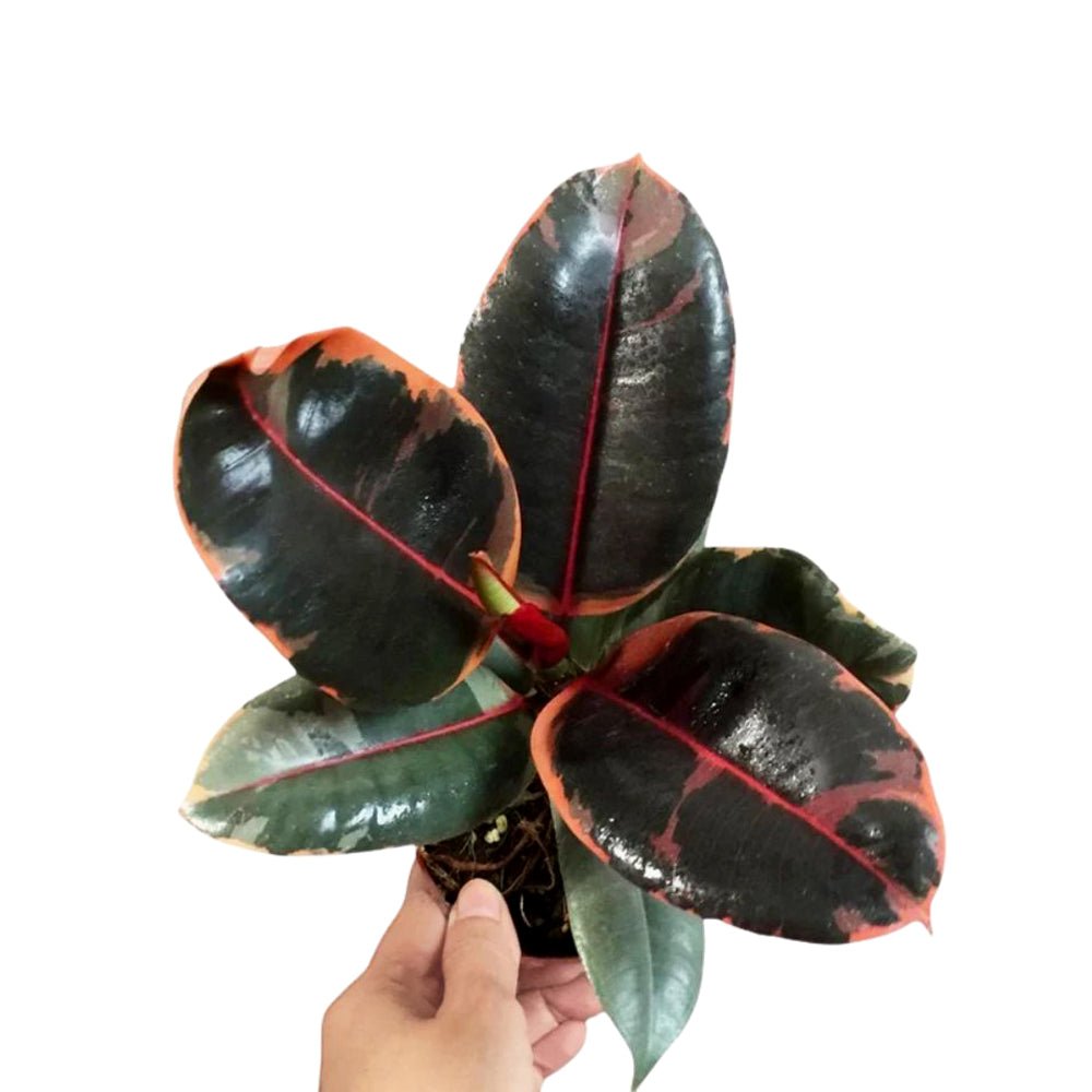 Ficus Elastica Ruby - Yume Gardens Indonesia