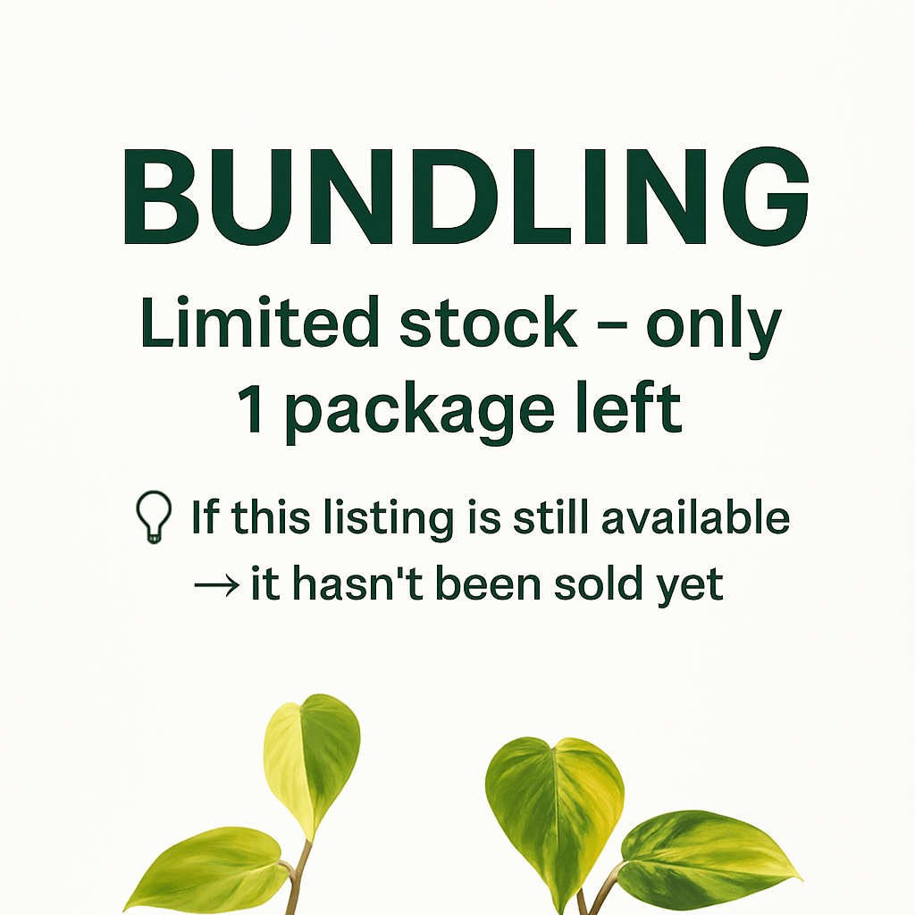 FLAZZ SALE - Philodendron Pink Micans Bundling Code 500 - Yume Gardens Indonesia