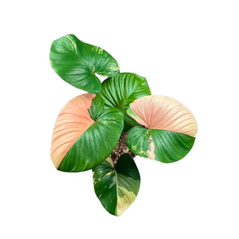 pink variegated monstera deliciosa Homalomena Rubescens Variegated Pink – Yume Gardens Indonesia
