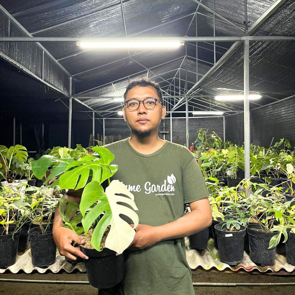 Monstera Albo Halfmoon Variegated Cutting 1 Leaf - Yume Gardens Indonesia