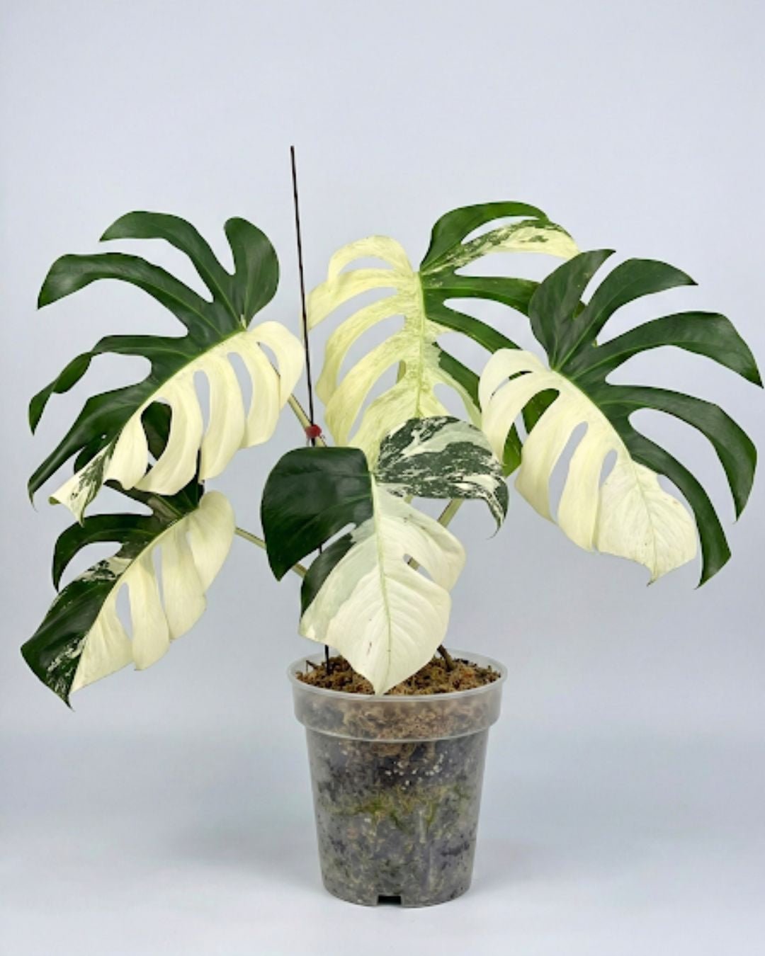 Monstera Jungle Mint Variegated – Yume Gardens Indonesia