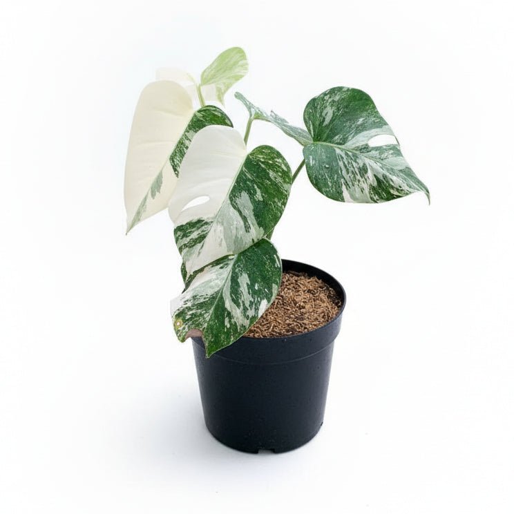 Monstera Variegated 4 - 5 Leaf - Yume Gardens Indonesia