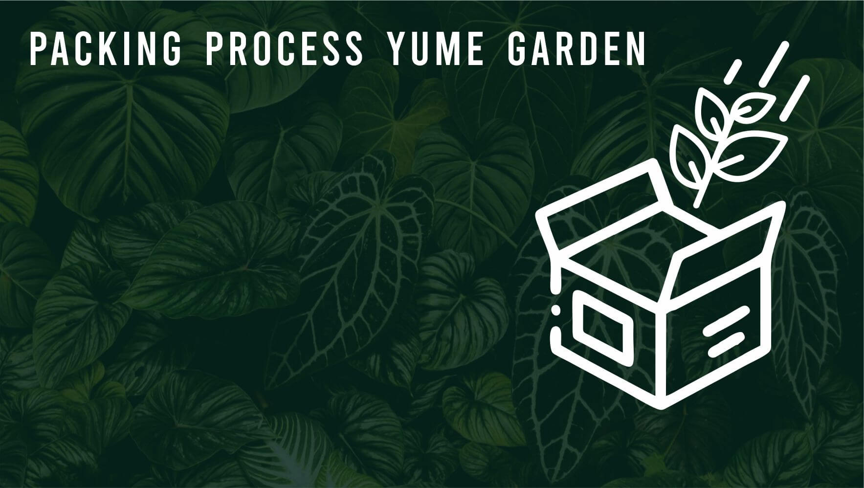 Load video: packing-process-yume-garden