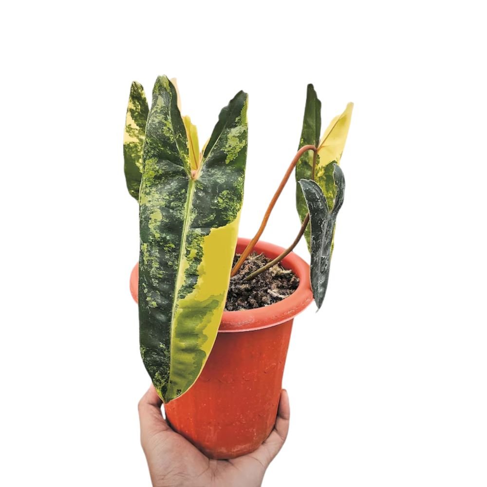 philodendron indonesia Philodendron 'Billietiae' Variegated (wk1-I)
