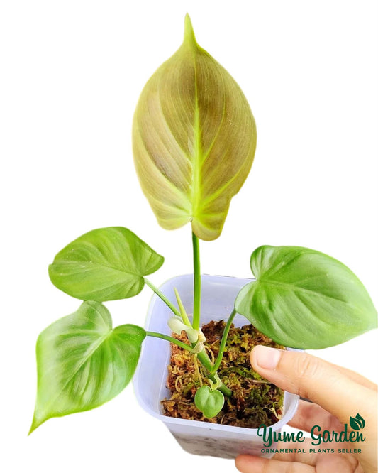 Philodendron Camposportoanum For Sale With Good Prices - Yume Gardens Indonesia