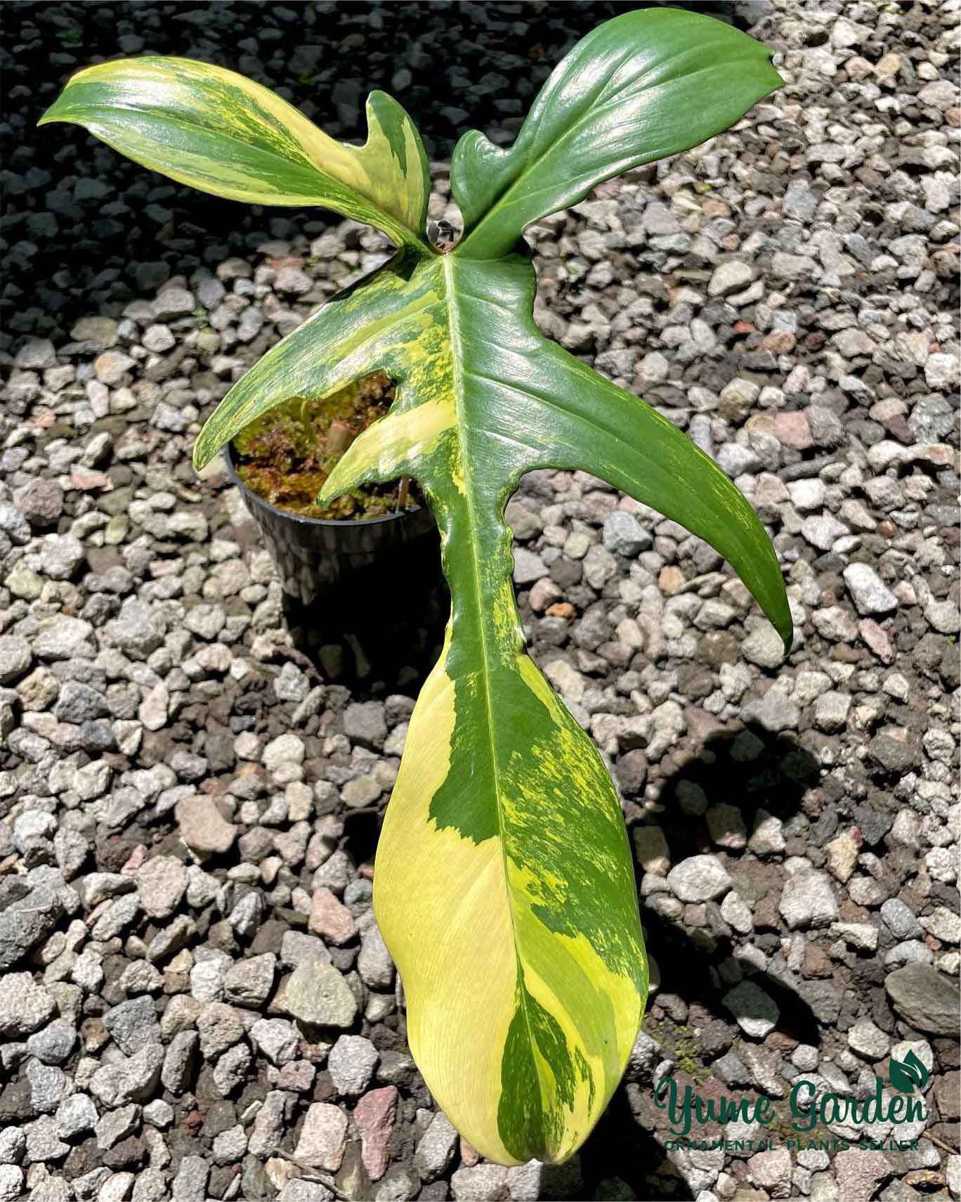 Philodendron Florida Beauty Variegated - Yume Gardens Indonesia