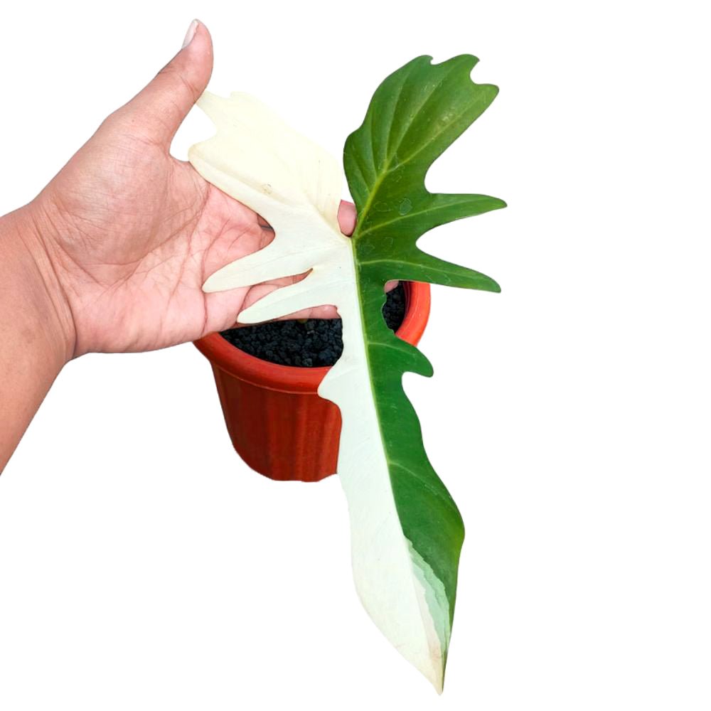 Philodendron Golden Dragon Variegated Cutting - Yume Gardens Indonesia