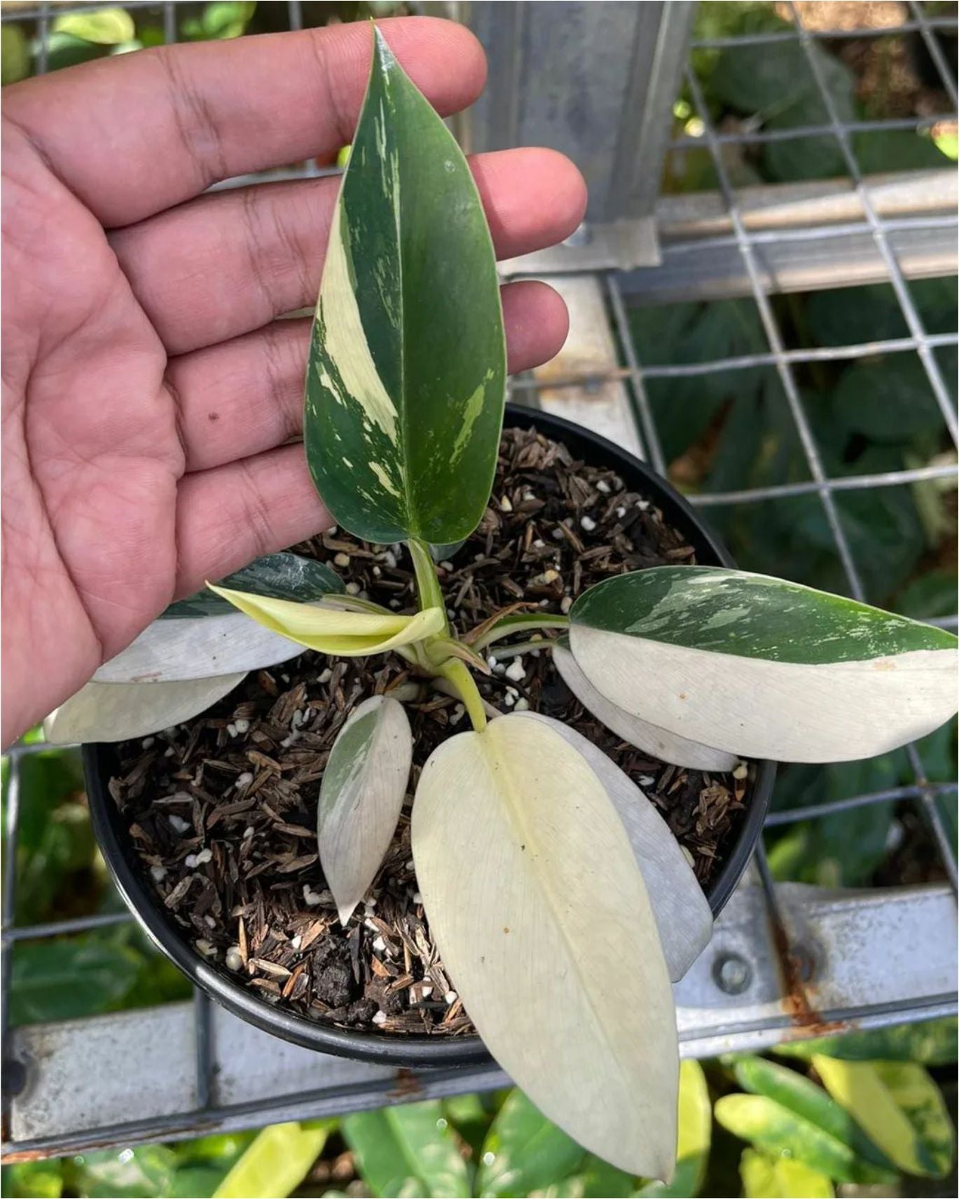Philodendron Green Congo Variegated - Yume Gardens Indonesia