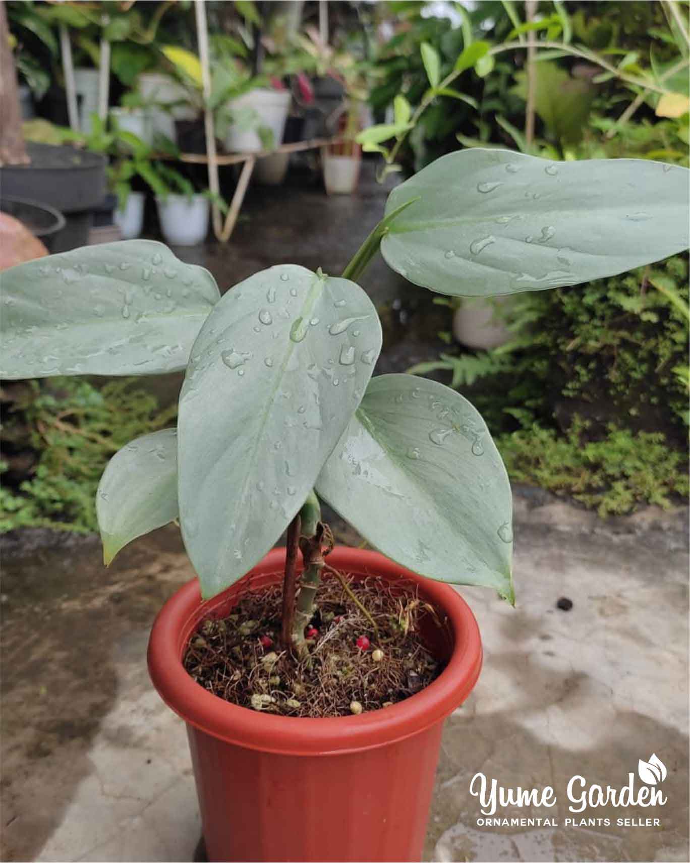 Philodendron Hastatum - Yume Gardens Indonesia