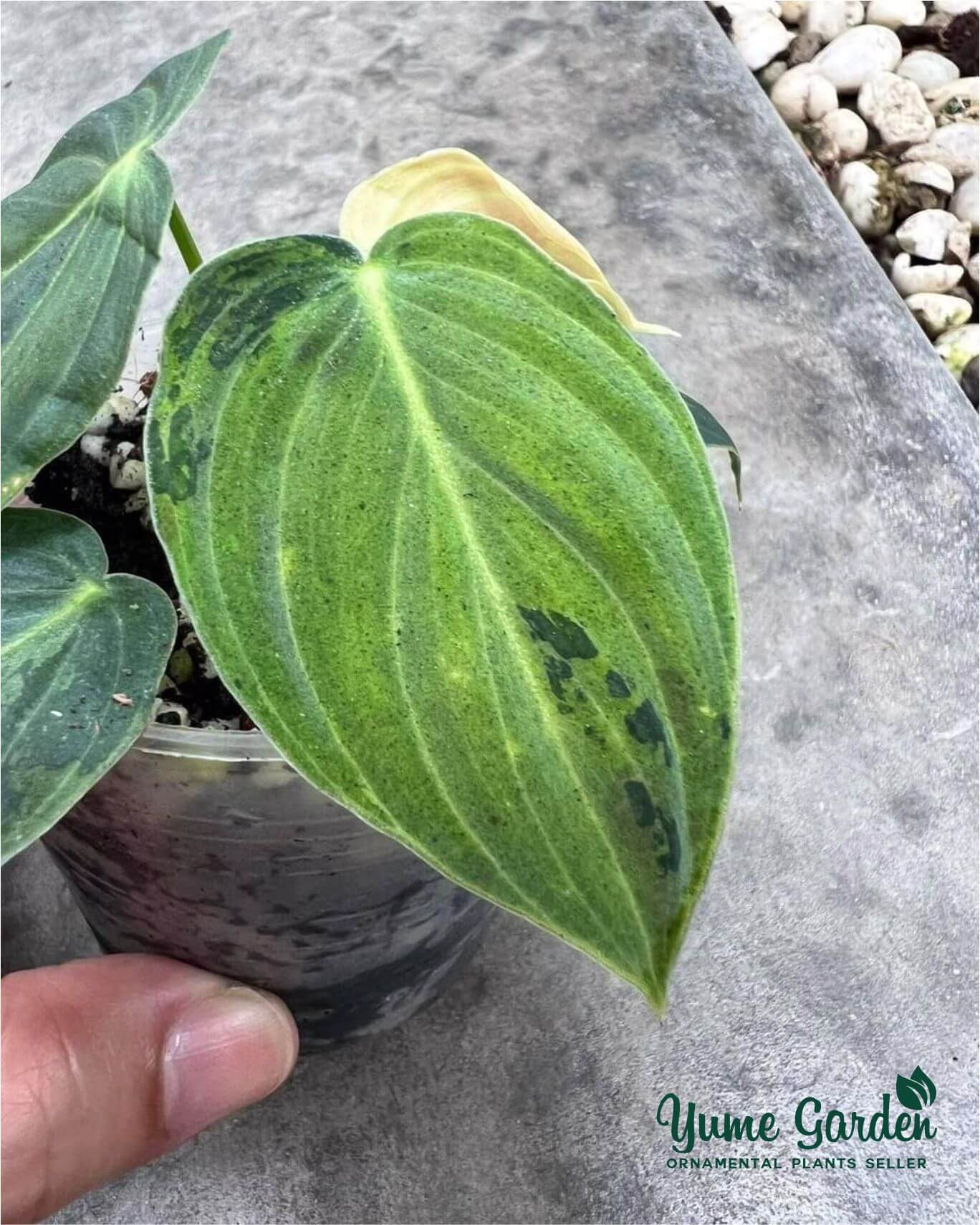 Philodendron Melanochrysum Variegated - Yume Gardens Indonesia