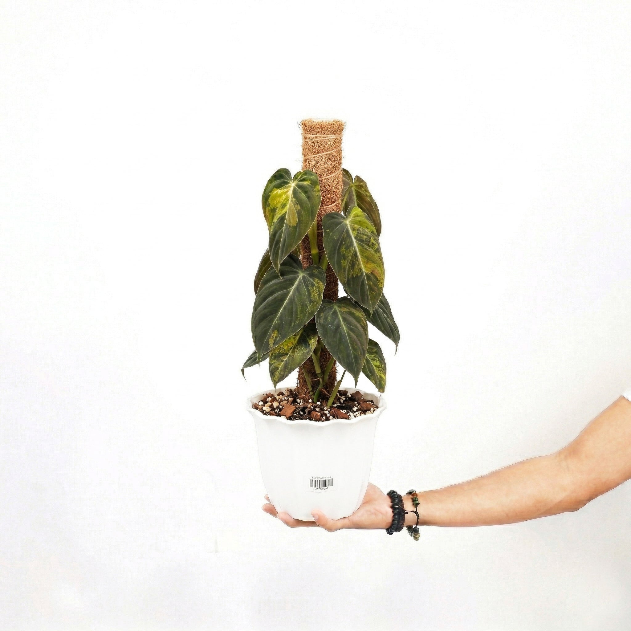 Philodendron Melanochrysum Variegated