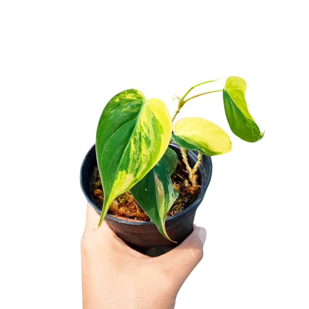 indonesia philodendron Philodendron Mican Variegated