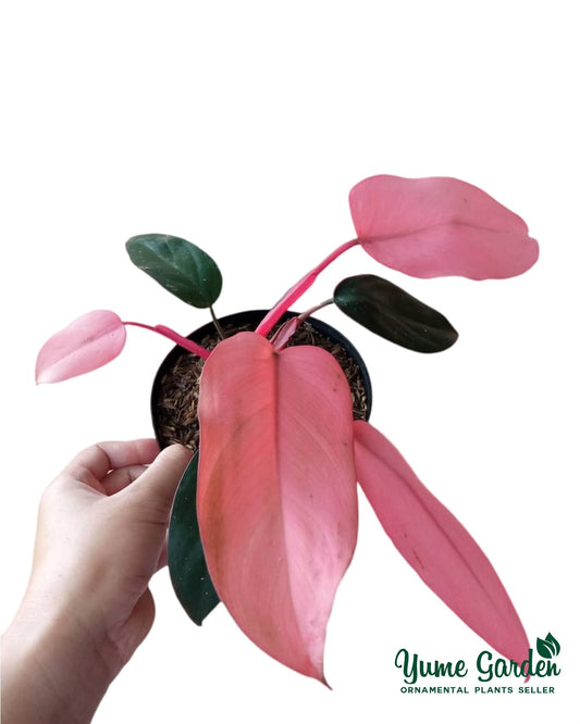 Philodendron Pink Dark Lord - Yume Gardens Indonesia
