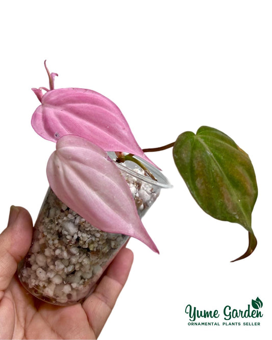 Philodendron Pink Micans - Yume Gardens Indonesia