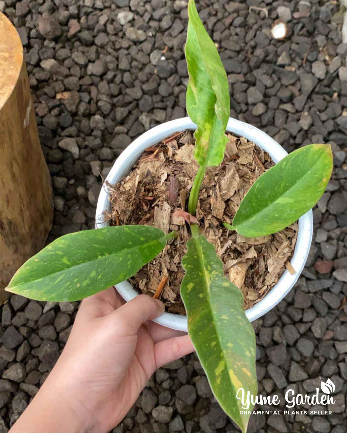 Philodendron Ring of Fire Variegated - Yume Gardens Indonesia