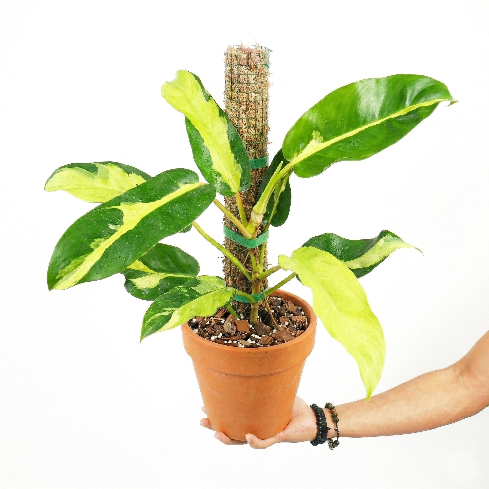 variegated philodendron thai sunrise Philodendron Thai Sunrise