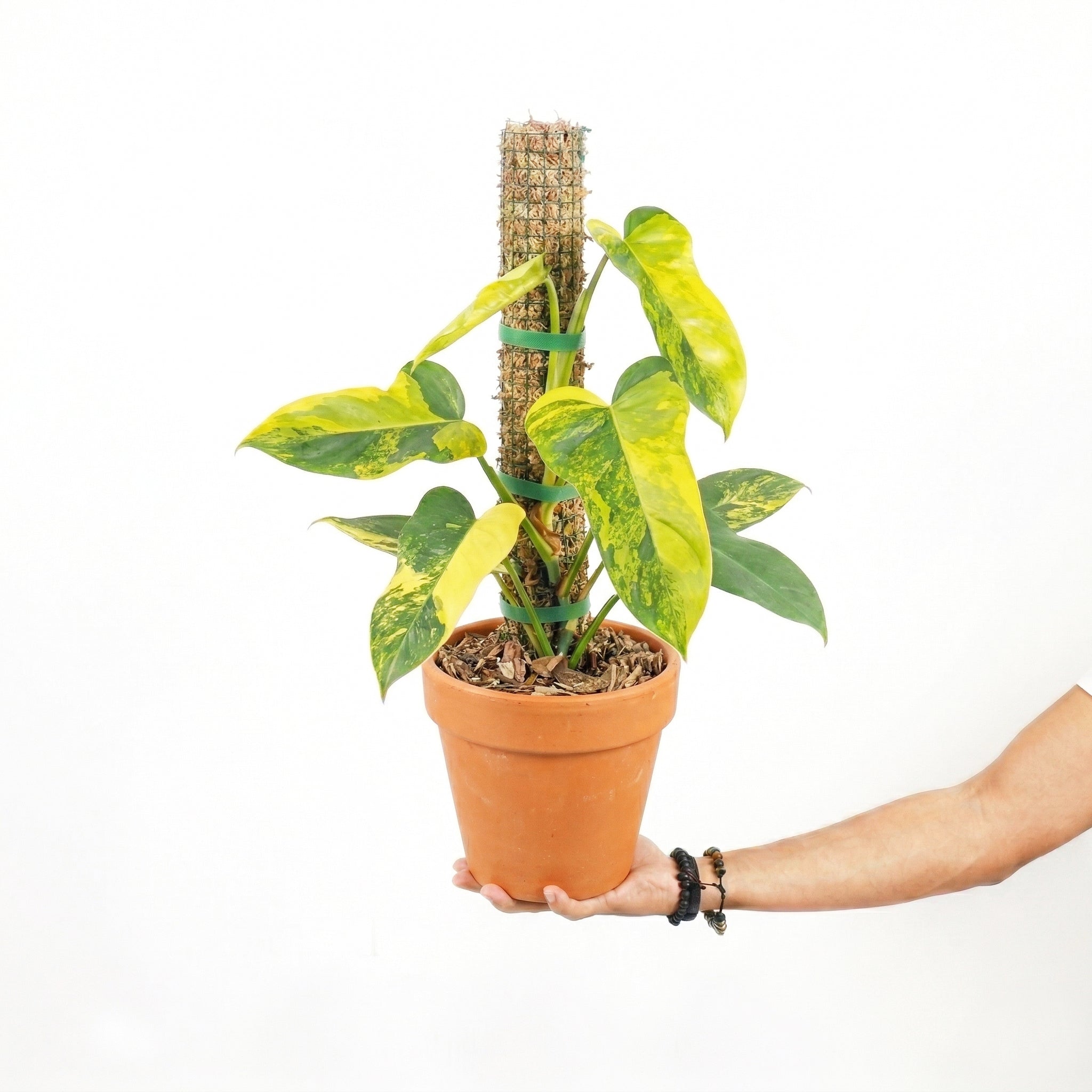 philodendron bipennifolium for sale Philodendron Bipennifolium 'Violin' Variegated (aka Horse Head) (wk6-G)
