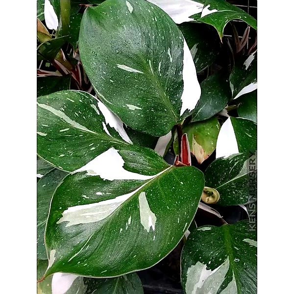 Philodendron White Knight - Yume Gardens Indonesia
