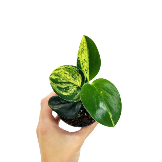 Scindapsus Treubii Black Variegated - Yume Gardens Indonesia